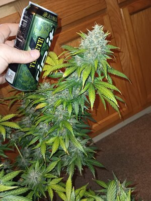 501324185_24717259244529255_6194911249257463778_n.jpg 501324185_24717259244529255_6194911249257463778_n.jpg