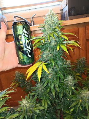 500493595_24717259384529241_1080918167643728259_n.jpg 500493595_24717259384529241_1080918167643728259_n.jpg