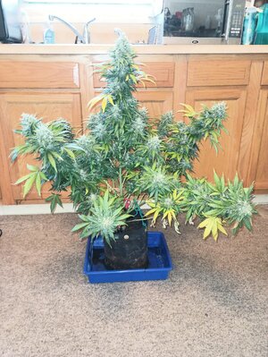 501157732_24717259377862575_6325823889917263128_n.jpg 501157732_24717259377862575_6325823889917263128_n.jpg