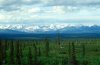 Picea_glauca_taiga.jpg
