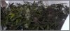 DSCF2368.jpg