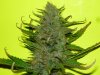 CreamMandarineAutoGrow 088.jpg