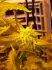 CreamMandarineAutoGrow 090.jpg