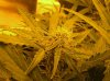 indica-jan-24a.jpg