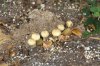 compost1_8513.jpg