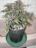 purp kush 008.jpg