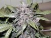 purp kush 011.jpg
