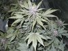 purp kush 028.jpg