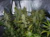 CreamMandarineAutoGrow 094.jpg