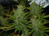 CreamMandarineAutoGrow 100.jpg
