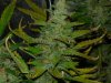 CreamMandarineAutoGrow 101.jpg
