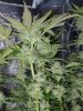CreamMandarineAutoGrow 097.jpg