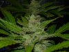 CreamMandarineAutoGrow 102.jpg