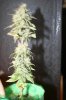Auto Blue Mystic 61 days 004.jpg