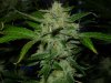 CreamMandarineAutoGrow 098.jpg