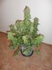 DSC02243.jpg