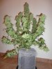 DSC02245.jpg