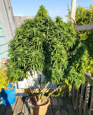 LemonZ_clone8_day129.jpg