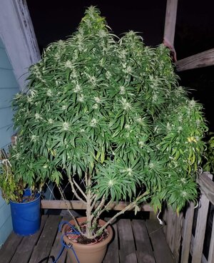 LemonZ_clone8_day129_flash.jpg