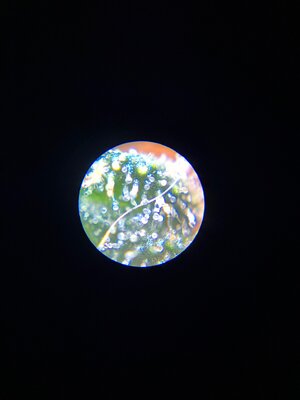IMG_0283.jpeg