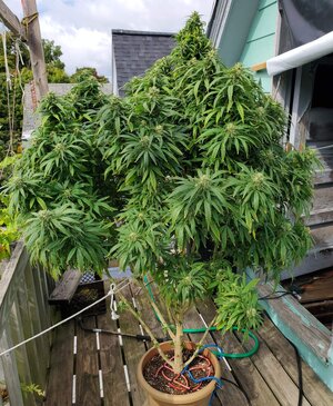 LemonZ_clone8_day137.jpg