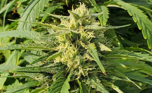 LemonZ_clone8_day137_bud.jpg