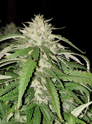 LemonZ_clone8_day140_bud.jpg LemonZ_clone8_day140_bud.jpg