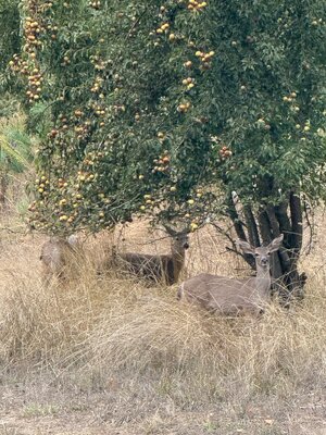 IMG_5828.jpeg