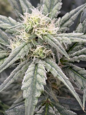 IMG_5849.jpeg