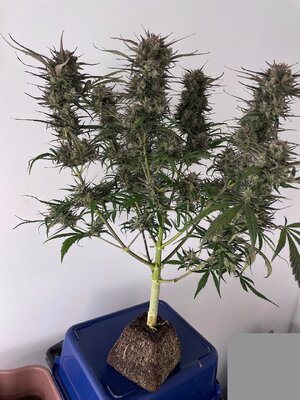 White Widow - 5.jpeg White Widow - 5.jpeg