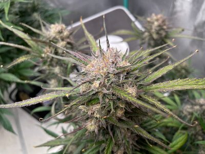 White Widow - 4.jpeg White Widow - 4.jpeg