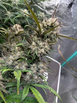 White Widow - 3.jpeg White Widow - 3.jpeg