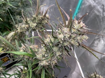 White Widow - 2.jpeg White Widow - 2.jpeg