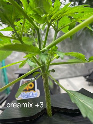 3 days later - 4.jpeg