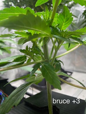 3 days later - 5.jpeg