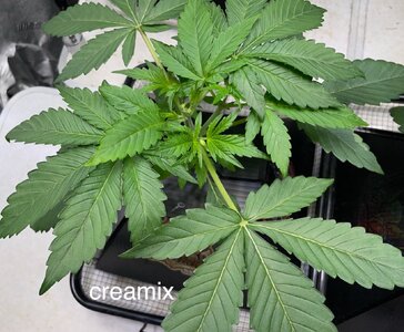 3 days later - 7.jpeg