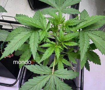 3 days later - 9.jpeg