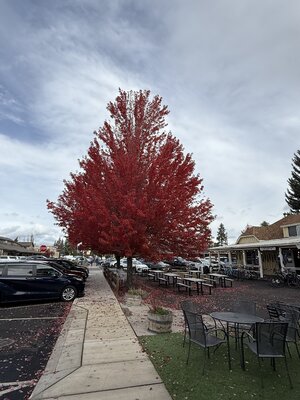 IMG_5926.jpeg
