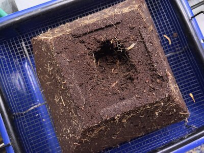 Day zero Tre Lime Sorbet - 1.jpeg