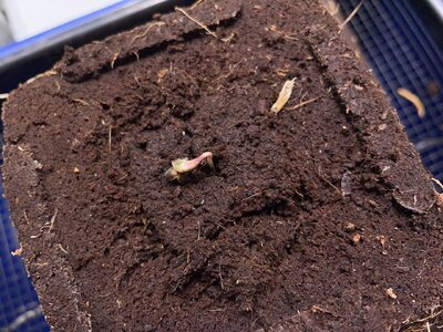 Day zero Tre Lime Sorbet - 2.jpeg