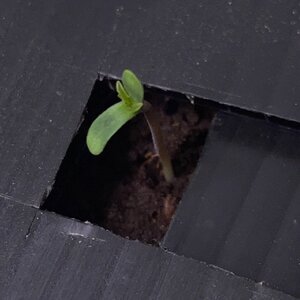 Day zero Tre Lime Sorbet - 4.jpeg