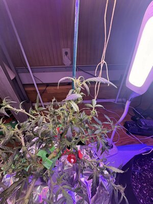 IMG_0362.jpeg
