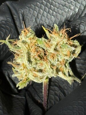 IMG_6093.jpeg