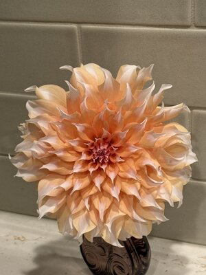 IMG_6110.jpeg