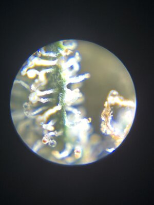 IMG_0389.jpeg