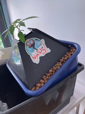 test grow - 1.jpeg