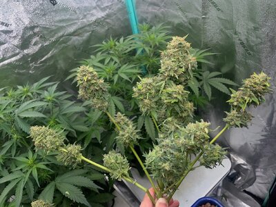 Mango Isle  - 3.jpeg