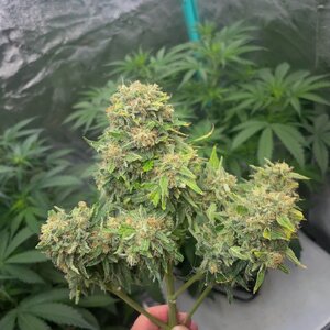 Mango Isle  - 4.jpeg