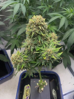 Mango Isle  - 6.jpeg