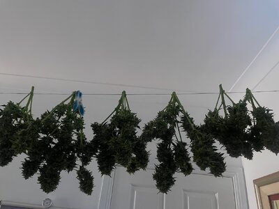 Mango Isle  - 8.jpeg